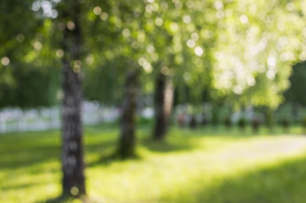 Blurry photo of trees in a park, possibly caused by sunburned eyes. Sunburned eyes, also known as photokeratitis, can cause temporary blurred vision and light sensitivity
