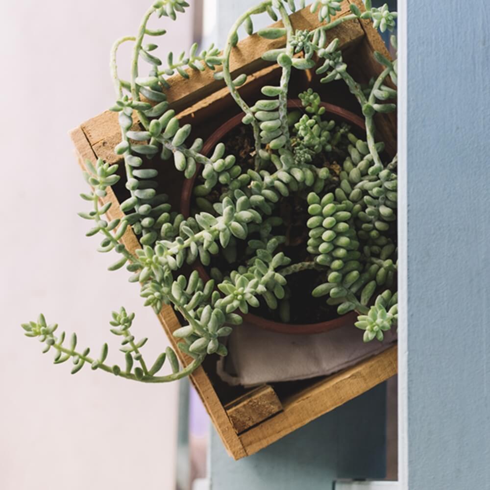 A succulent plant in a wooden crate